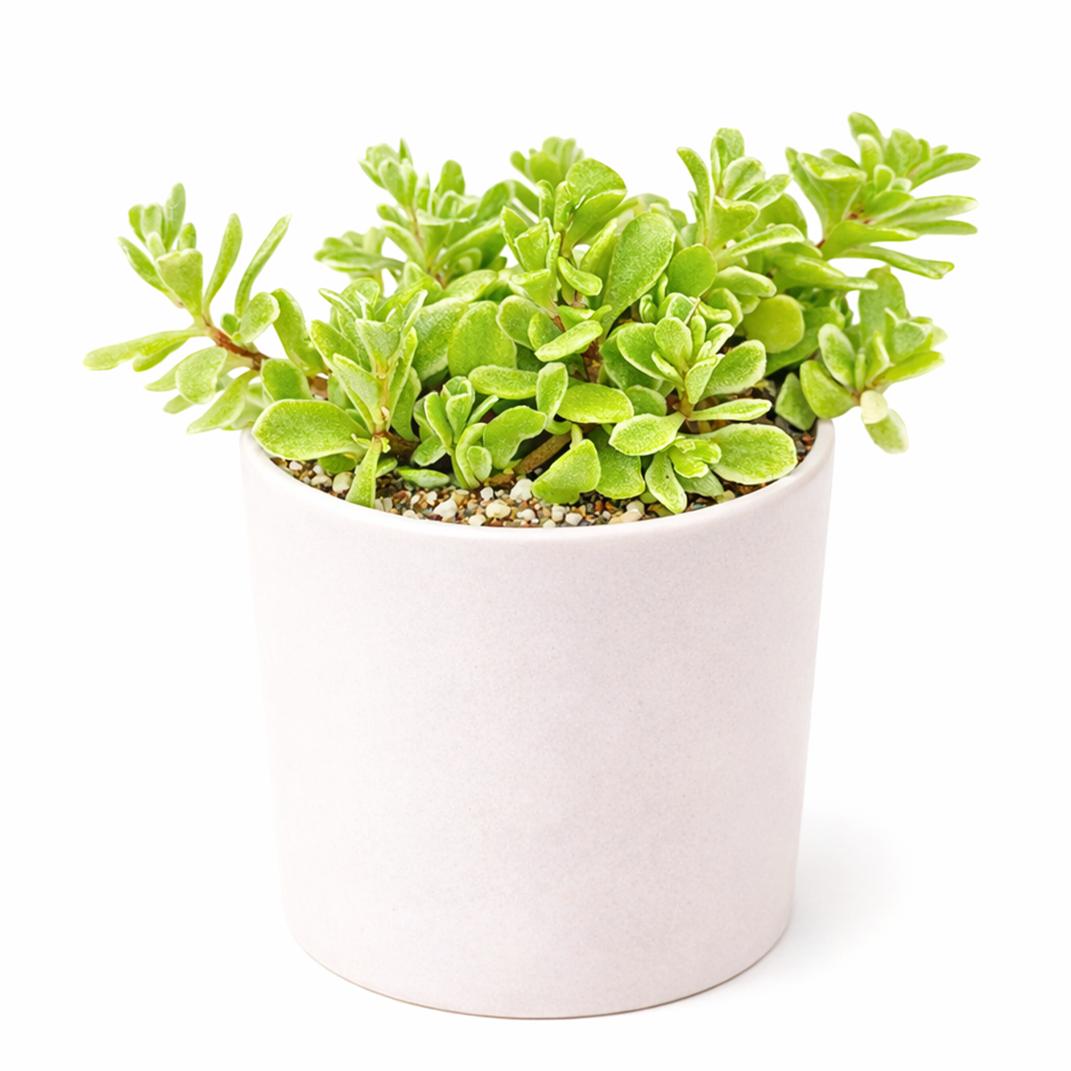 2 inch sedum makinoi variegatum live succulent plant for sale, shade tolerant sedum makinoi variegatum plant, trailing sedum makinoi variegatum for home decor