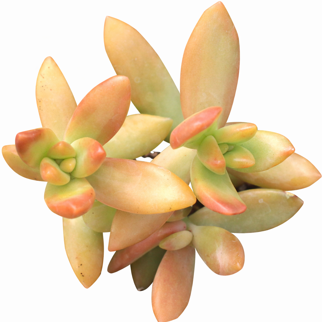 2 inch Sedum nussbaumerianum 'Orange Delight', orange succulents, indoor succulents, succulent care guide, buy succulents online