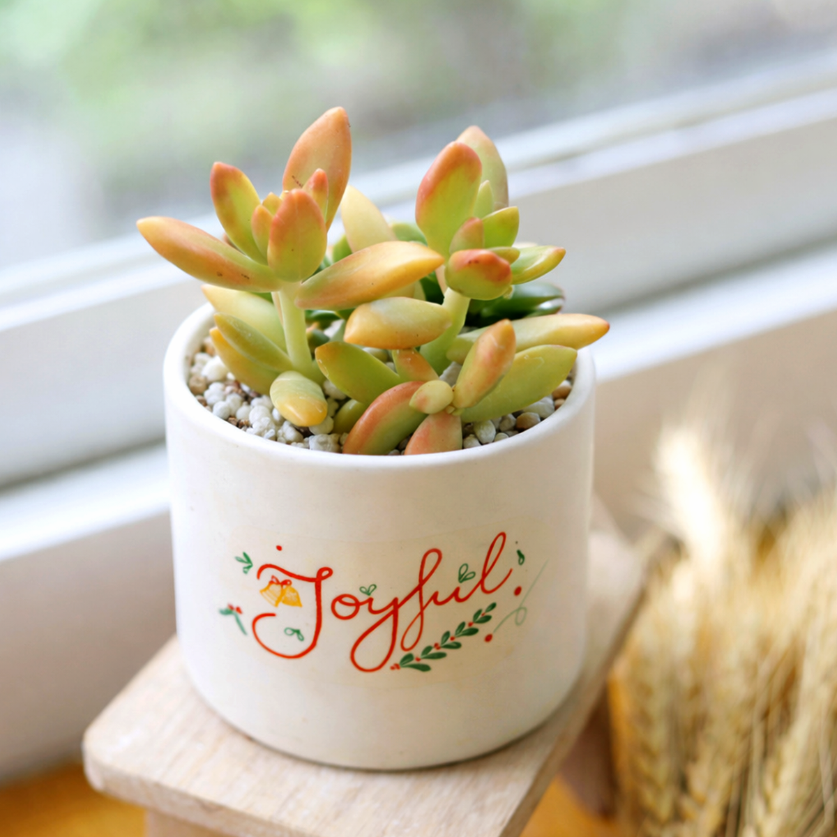 2 inch Sedum nussbaumerianum 'Orange Delight', orange succulents, indoor succulents, succulent care guide, buy succulents online