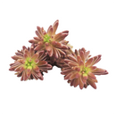 Sedum ochroleucum 'Red Wiggle'