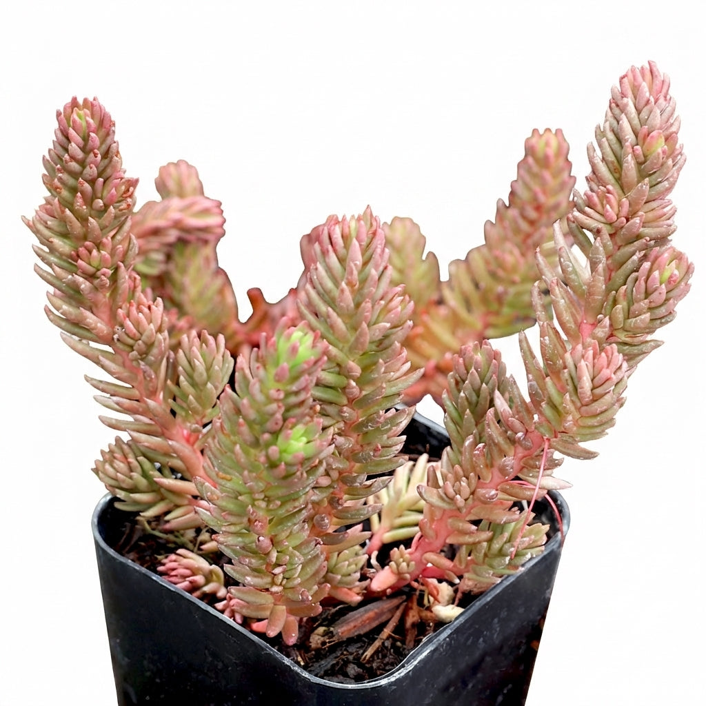 Sedum ochroleucum 'Red Wiggle'