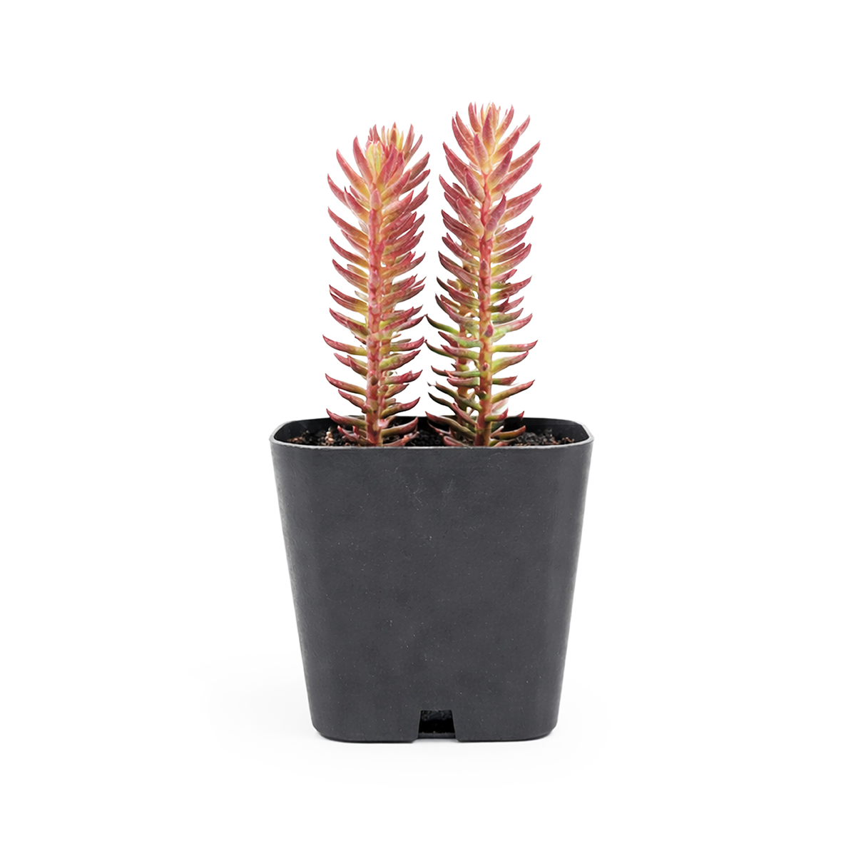 Sedum ochroleucum 'Red Wiggle'