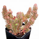 Sedum ochroleucum 'Red Wiggle'