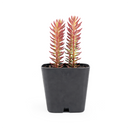 Sedum ochroleucum 'Red Wiggle'