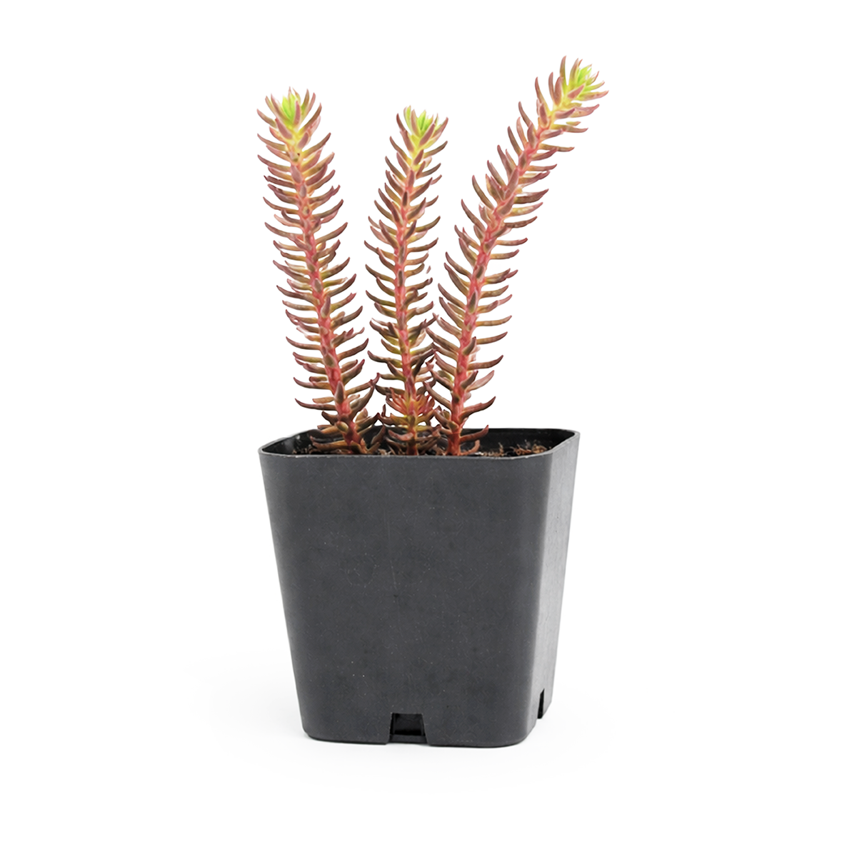 Sedum ochroleucum 'Red Wiggle'