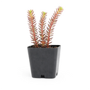 Sedum ochroleucum 'Red Wiggle'