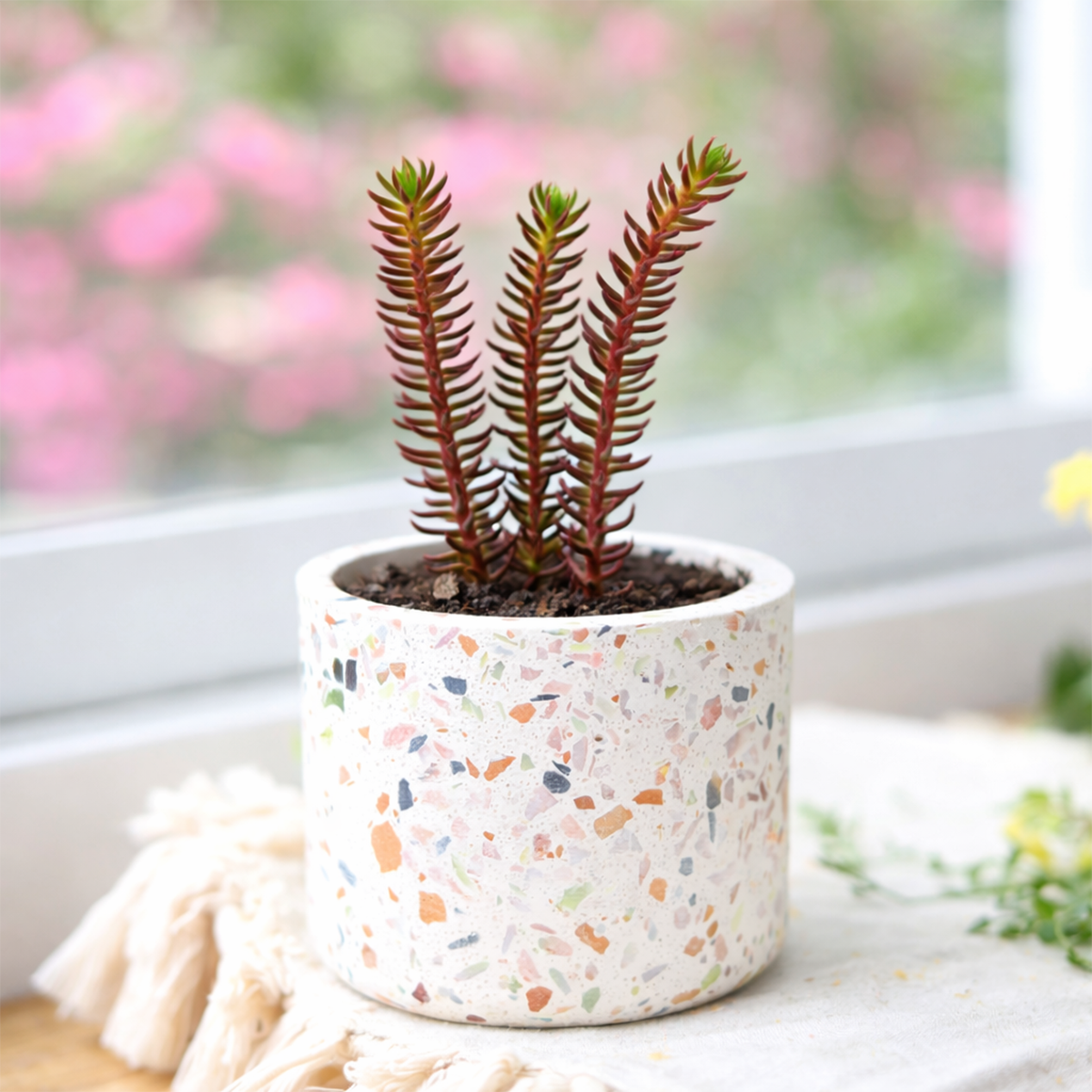 Sedum ochroleucum 'Red Wiggle'