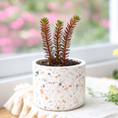 Sedum ochroleucum 'Red Wiggle'