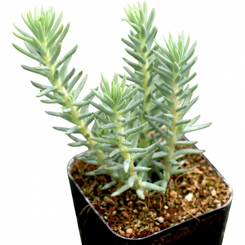 4 inch Sedum reflexum 'Blue Spruce' succulent for sale, rare unique succulent for gifting