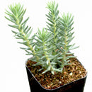 4 inch Sedum reflexum 'Blue Spruce' succulent for sale, rare unique succulent for gifting
