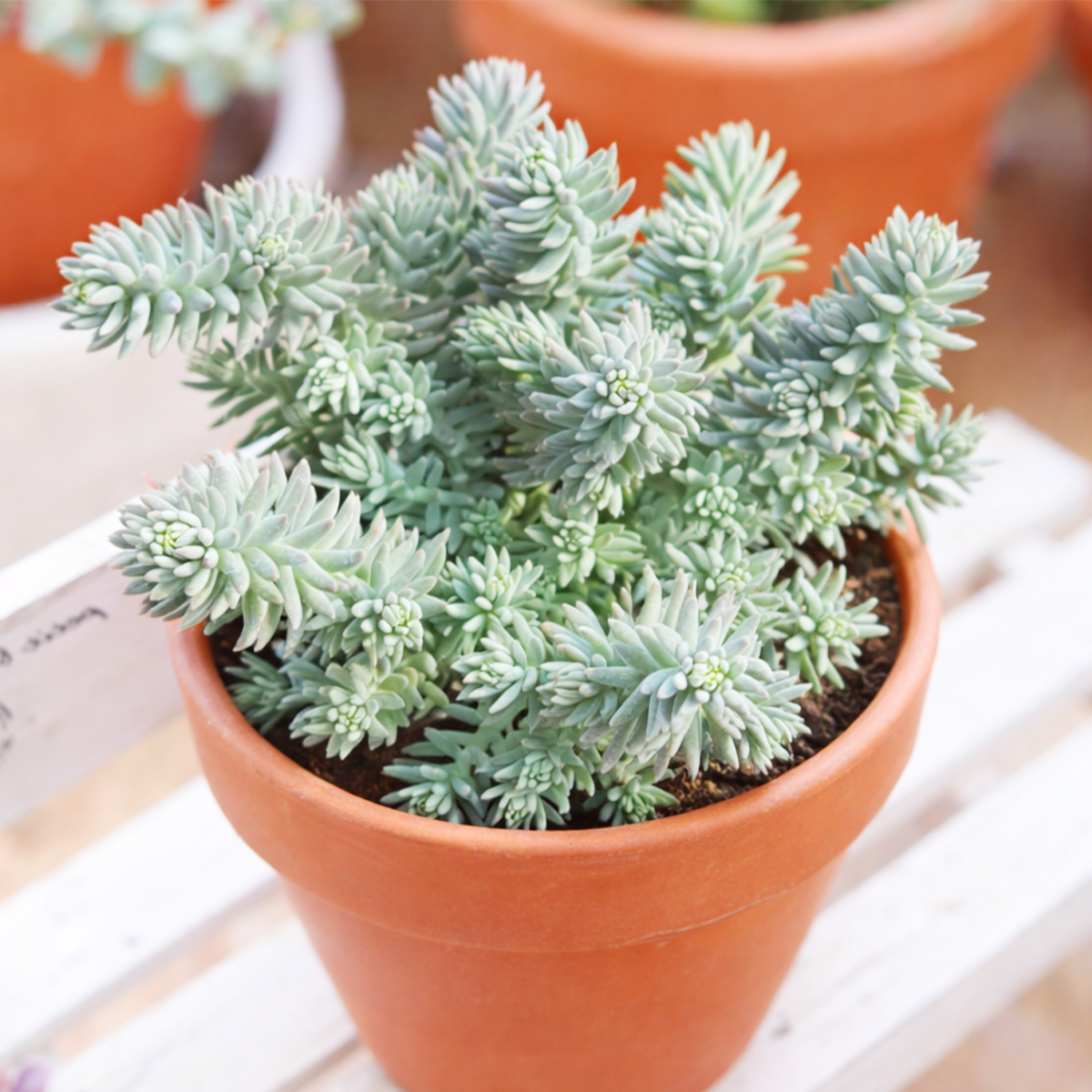 4 inch Sedum reflexum 'Blue Spruce' succulent for sale, rare unique succulent for gifting