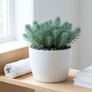4 inch Sedum reflexum 'Blue Spruce' succulent for sale, rare unique succulent for gifting