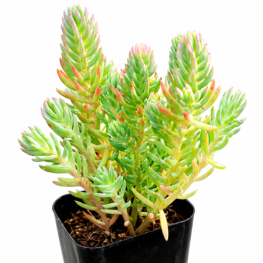 4 inch Sedum reflexum 'Blue Spruce' succulent for sale, rare unique succulent for gifting