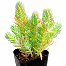 4 inch Sedum reflexum 'Blue Spruce' succulent for sale, rare unique succulent for gifting