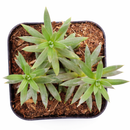 Sedum reflexum 'Spanish Blue Select', How to grow Sedum reflexum 'Spanish Blue Select', rare succulents, rare succulents for sale, unique succulents