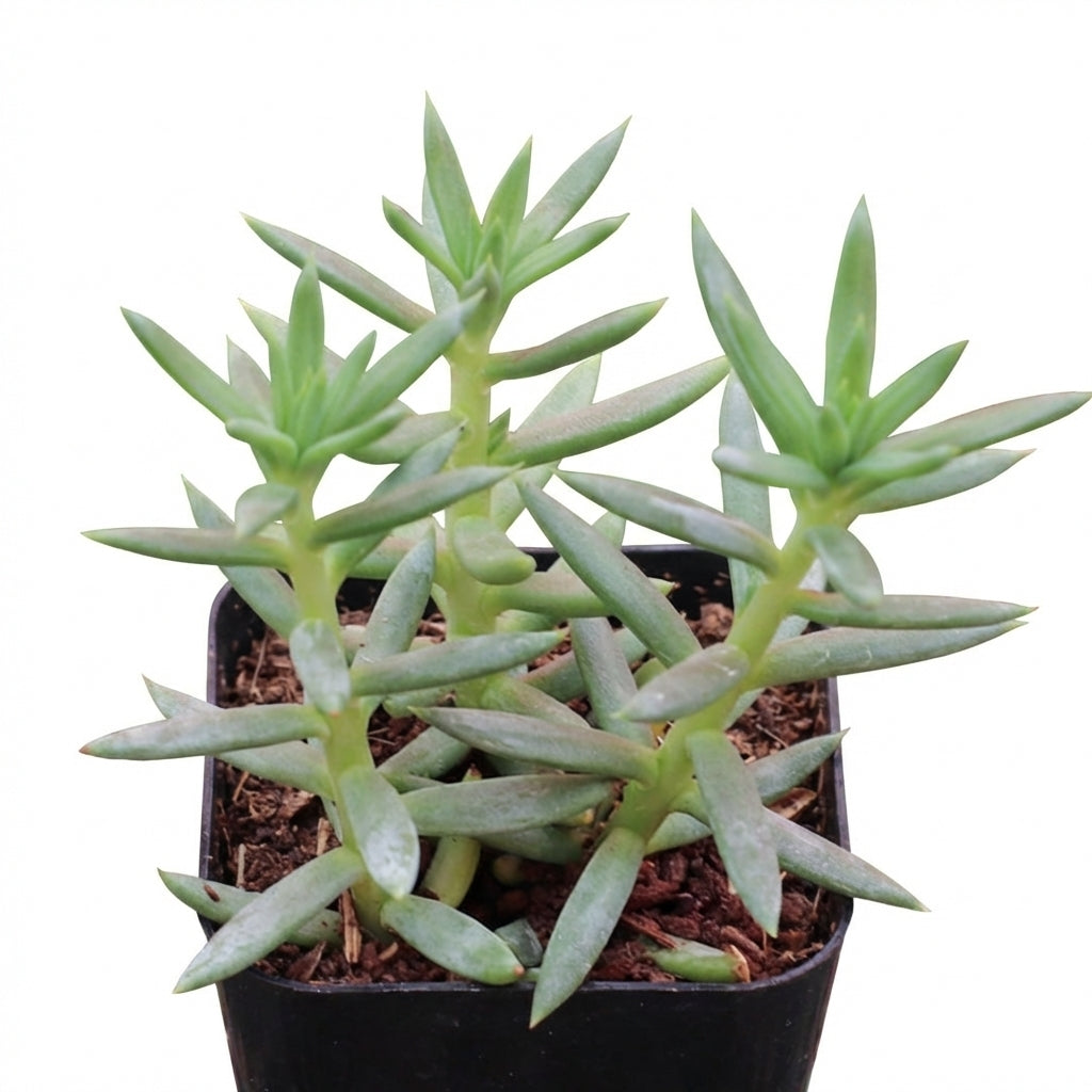 Sedum reflexum 'Spanish Blue Select' succulent for sale online, green succulent, succulent gift ideas