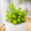 buy Sedum reflexum 'Angelina' live succulent 2 inch online, bright golden-yellow needle-like foliage with red tips in sun, trailing ground-hugging growth habit, drought-resistant and easy-care succulent, thrives in full sun to partial shade, ideal vibrant rock garden spiller, perfect succulent gift for gardeners