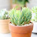2 inch Sedum sediforme 'Turquoise Tails', green succulents, indoor succulents, succulent care guide, buy succulents online