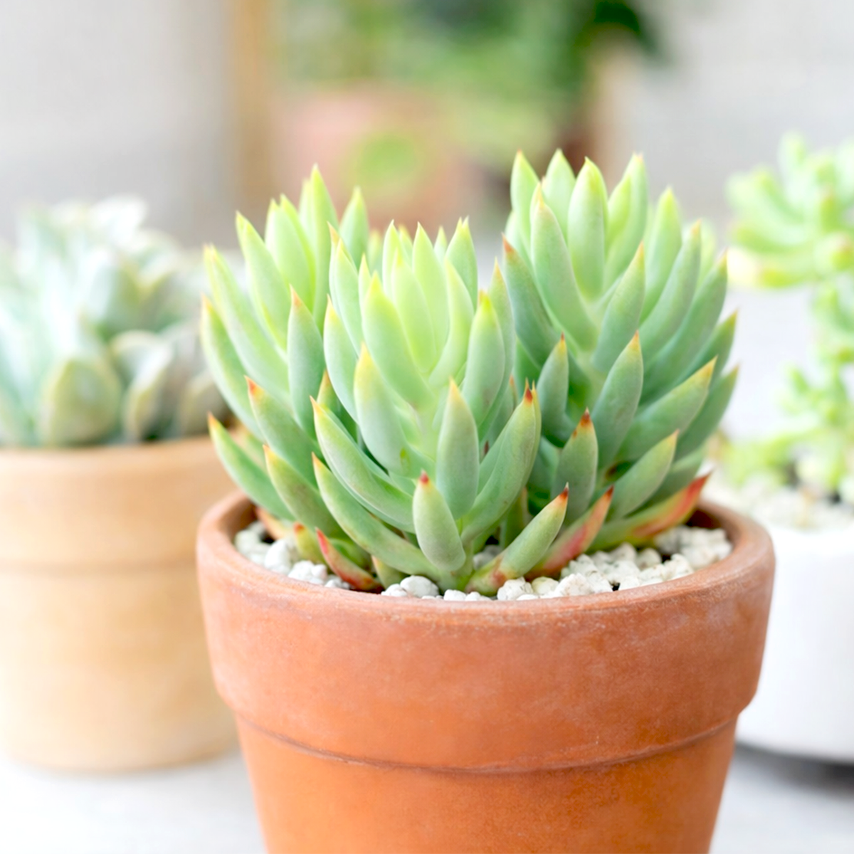 2 inch Sedum sediforme 'Turquoise Tails', green succulents, indoor succulents, succulent care guide, buy succulents online