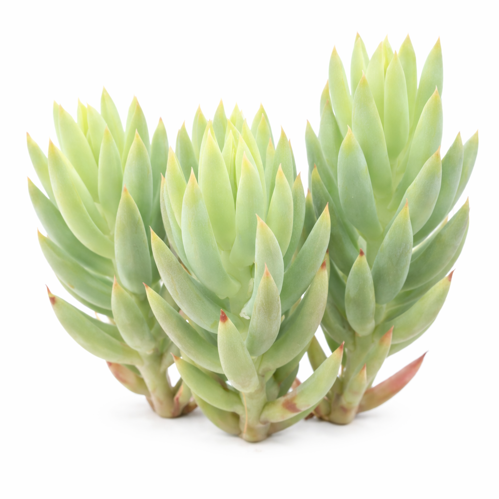 2 inch Sedum sediforme 'Turquoise Tails', green succulents, indoor succulents, succulent care guide, buy succulents online