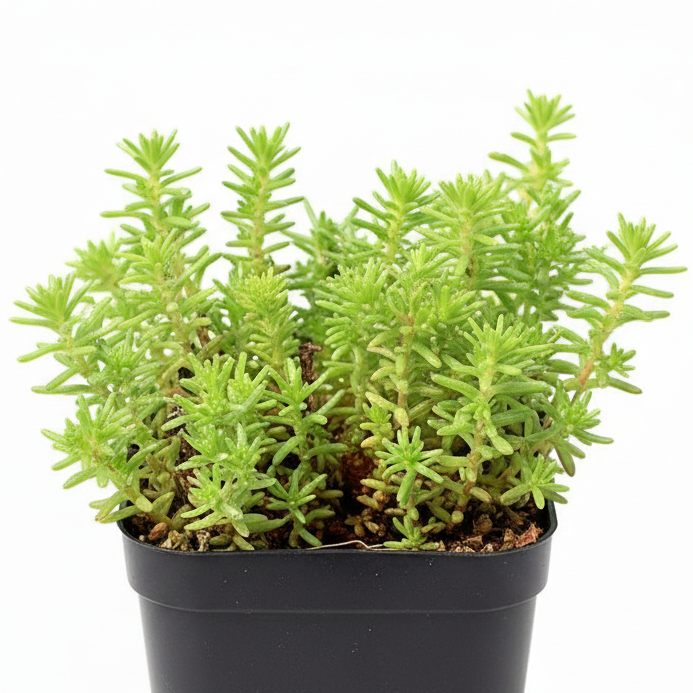 Sedum sexangulare for sale, how to grow succulents, succulent plant, succulent care tips, succulent subscription, succulents garden, Succulents, Succulents shop near me, Rare succulents