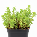 Sedum sexangulare for sale, how to grow succulents, succulent plant, succulent care tips, succulent subscription, succulents garden, Succulents, Succulents shop near me, Rare succulents