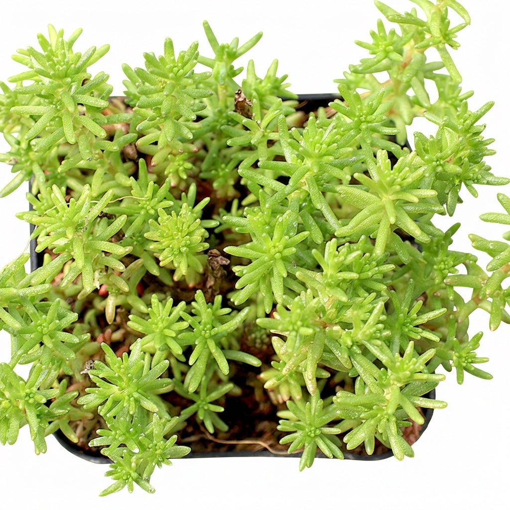 Sedum sexangulare in California, How to grow Sedum sexangulare, rare succulents, rare succulents for sale, unique succulents