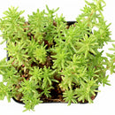 Sedum sexangulare for sale, how to grow succulents, succulent plant, succulent care tips, succulent subscription, succulents garden, Succulents, Succulents shop near me, Rare succulents