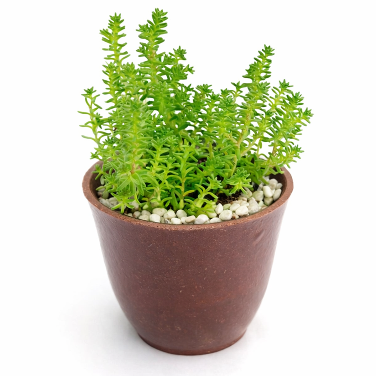 2 inch sedum sexangulare live air plant for sale, soft needle-like leaves with pale spring-green coloring developing peachy tones during dormant cool months, diminutive trailing succulent with naturally spreading growth requiring minimal vertical space, demands careful placement away from south-facing windows to avoid leaf scorch and discoloration, sensitive to sudden temperature changes from heating vents and air conditioning intake areas