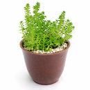 2 inch sedum sexangulare live air plant for sale, hair-fine needle-like leaves clustered densely creating soft moss-like visual texture in pale chartreuse tones, low-maintenance tiny spreading succulent requiring minimal water and adapting well to dry heated indoor air, needs rain cover and quick-draining soil as moisture and humidity trigger rotting issues, sensitive to direct sun exposure and heat stress from south windows causing bleaching and leaf burn