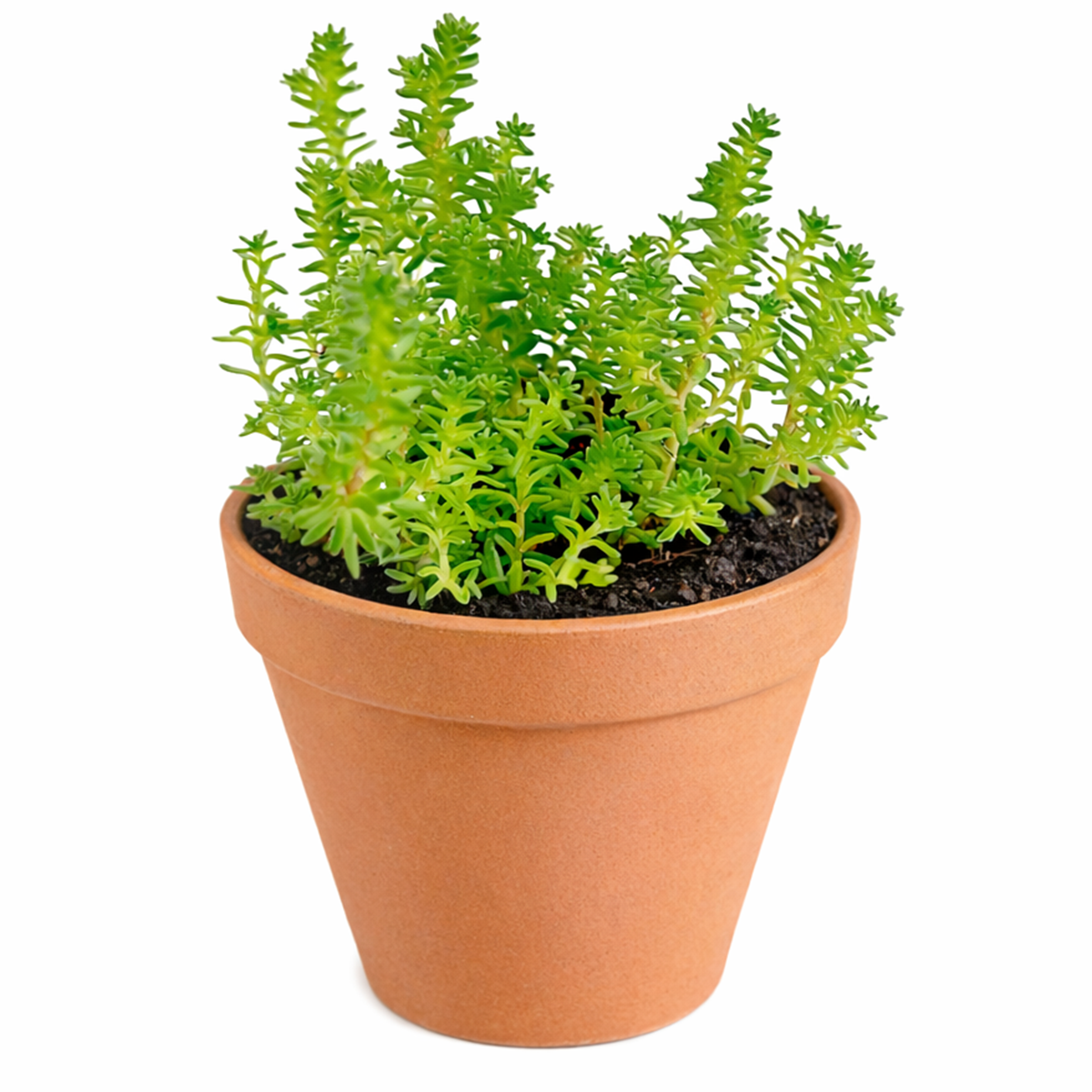 buy sedum sexangulare live air plant 2 inch online, impossibly fine textured foliage creating delicate feathery appearance with natural lime to golden-green coloring, exceptionally drought tolerant tiny ground cover succulent thriving in dry heated indoor environments, scorches and burns under intense direct sunlight especially from south-facing unshaded windows, sensitive to cold blasts from heating vents and inconsistent temperatures causing foliage damage