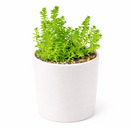 2 inch sedum sexangulare live air plant for sale, hair-fine needle-like leaves clustered densely creating soft moss-like visual texture in pale chartreuse tones, low-maintenance tiny spreading succulent requiring minimal water and adapting well to dry heated indoor air, needs rain cover and quick-draining soil as moisture and humidity trigger rotting issues, sensitive to direct sun exposure and heat stress from south windows causing bleaching and leaf burn