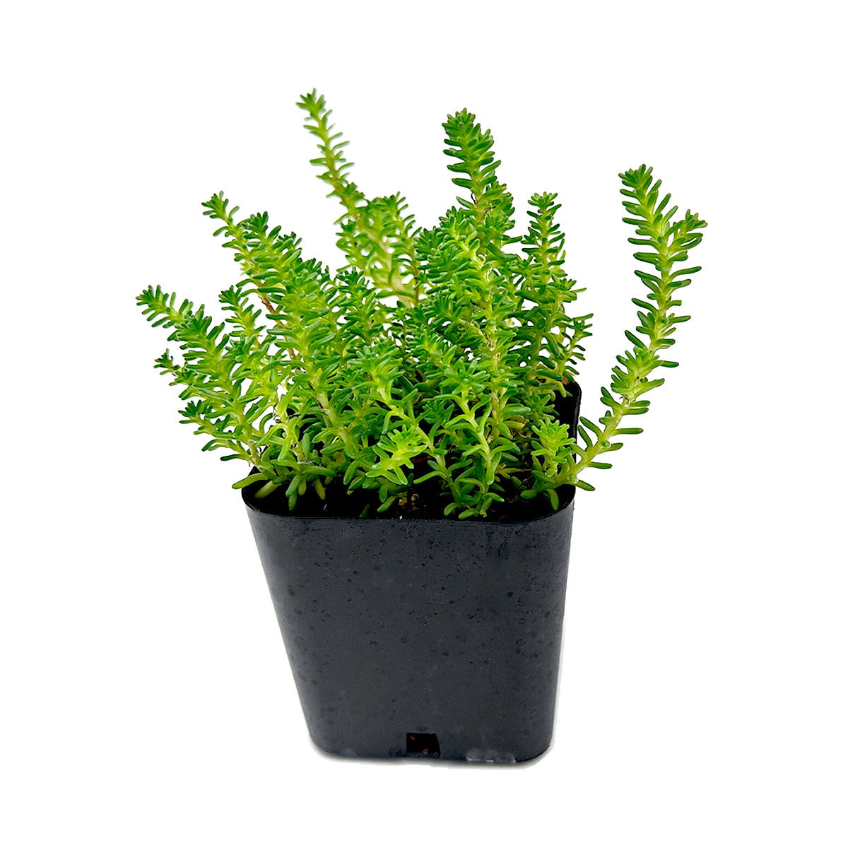 Sedum sexangulare for sale, how to grow succulents, succulent plant, succulent care tips, succulent subscription, succulents garden, Succulents, Succulents shop near me, Rare succulents