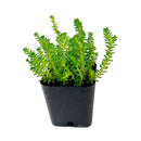 Sedum sexangulare for sale, how to grow succulents, succulent plant, succulent care tips, succulent subscription, succulents garden, Succulents, Succulents shop near me, Rare succulents