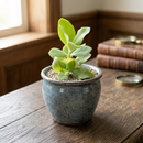 Custom plant pot with personalized image, personalized flower pot with live plant, custom photo plant pot, personalized planter with plant of your choice, custom printed ceramic planter, personalized succulent pot, custom image flower pot gift, custom photo planter for houseplants