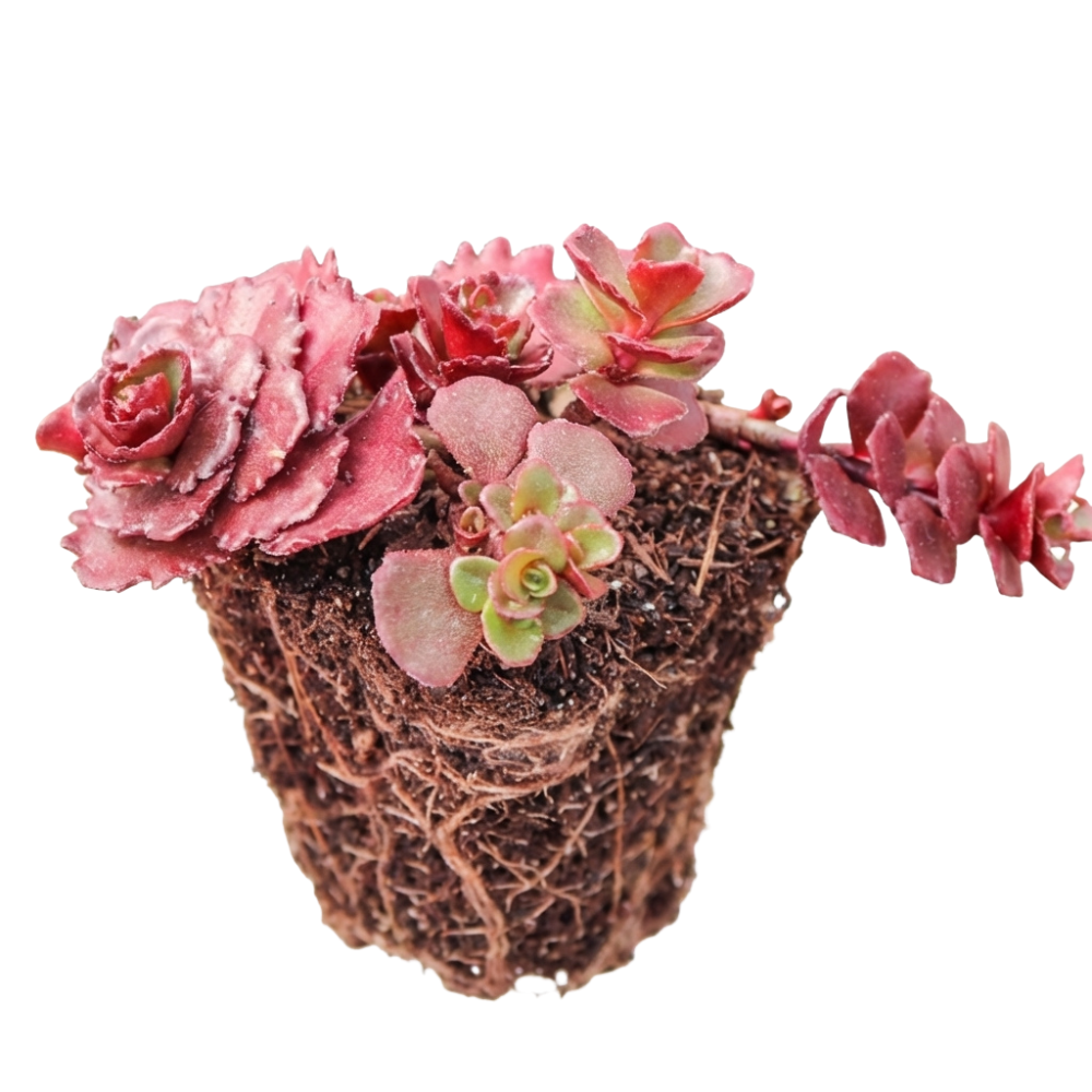 1.5" Sedum spurium 'Dragon's Blood' [plug], green succulents, indoor succulents, succulent care guide, buy succulents online
