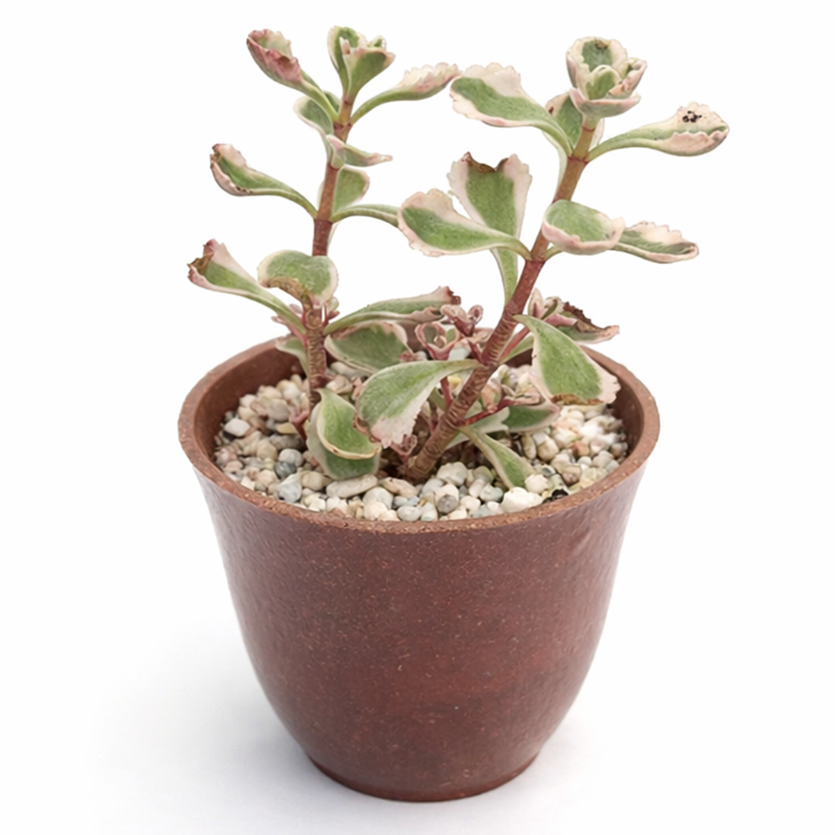 buy 2 inch / 4 inch sedum spurium fools gold online ground cover plant, hardy sedum spurium for cold climate gardens, low maintenance sedum for sunny garden beds