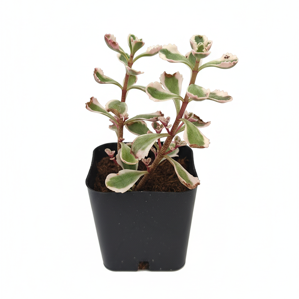 Sedum spurium 'Fool's Gold', green succulents, indoor succulents, succulent care guide, buy succulents online