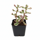 buy 2 inch / 4 inch sedum spurium fools gold online ground cover plant, hardy sedum spurium for cold climate gardens, low maintenance sedum for sunny garden beds