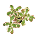 buy 2 inch / 4 inch sedum spurium fools gold online ground cover plant, hardy sedum spurium for cold climate gardens, low maintenance sedum for sunny garden beds