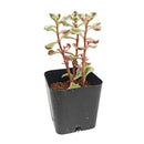 buy 2 inch / 4 inch sedum spurium fools gold online ground cover plant, hardy sedum spurium for cold climate gardens, low maintenance sedum for sunny garden beds