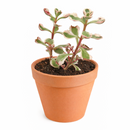 buy 2 inch / 4 inch sedum spurium fools gold online ground cover plant, hardy sedum spurium for cold climate gardens, low maintenance sedum for sunny garden beds