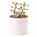 buy 2 inch / 4 inch sedum spurium fools gold online ground cover plant, hardy sedum spurium for cold climate gardens, low maintenance sedum for sunny garden beds