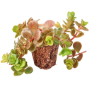 Sedum tetractinum 'Coral Reef' - Chinese Stonecrop, green succulents, indoor succulents, succulent care guide, buy succulents online