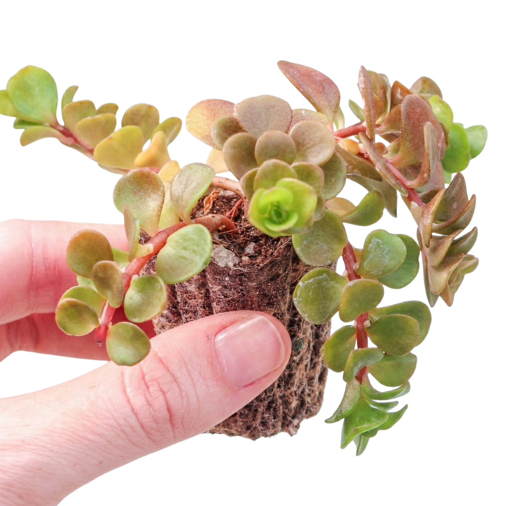 stonecrop succulent indoors Chinese Stonecrop - Easy Care Succulent