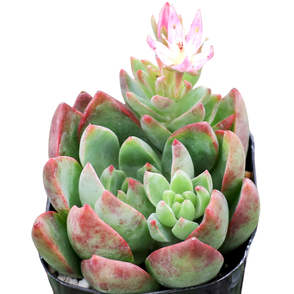 Sedum adolphii 'Lime Gold'