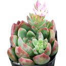 Sedum adolphii 'Lime Gold'