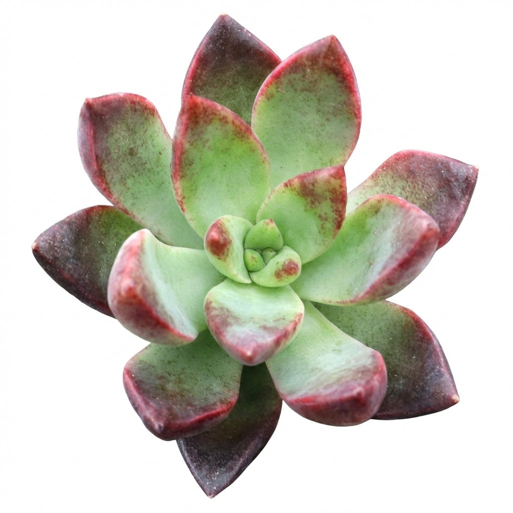 Sedum adolphii 'Lime Gold'