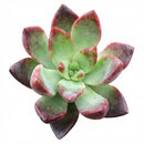 Sedum adolphii 'Lime Gold'