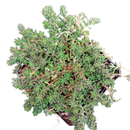 Potted 4 inch Sedum album 'Black Pearl', green succulents, indoor succulents, succulent care guide, buy succulents online